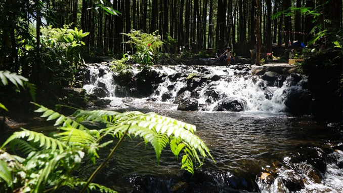 air terjun dan hutan pinus
